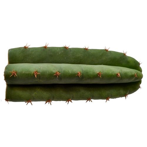 San Pedro 10-12 cm - Trichocereus pachanoi